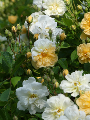 2021-06-16 Rosen 'Christine Helene' 2.jpg