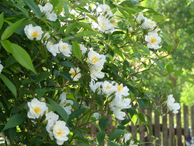 2021-06-16 Rosen 'Darlow's Enigma' 1.jpg