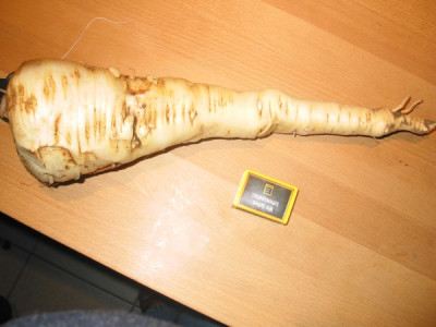 pastiniake.jpg
