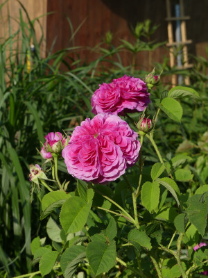 2021-06-16 Rosen 'Duc de Cambridge' 1.jpg