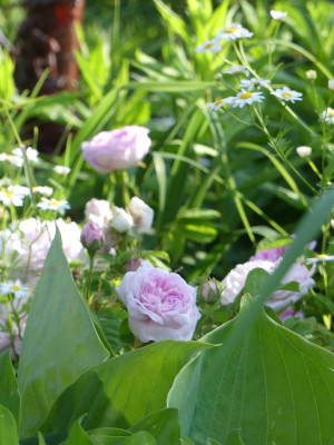 2021-06-16 Rosen 'Duchesse de Montbello'.jpg