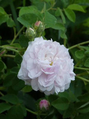 2021-06-16 Rosen 'Duchesse de Montbello' 1.jpg