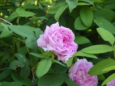 2021-06-16 Rosen 'Isphahan' 1.jpg