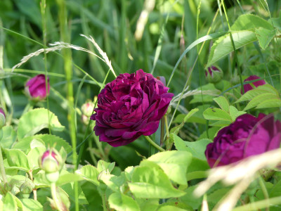 2021-06-16 Rosen 'La Negresse' 4.jpg
