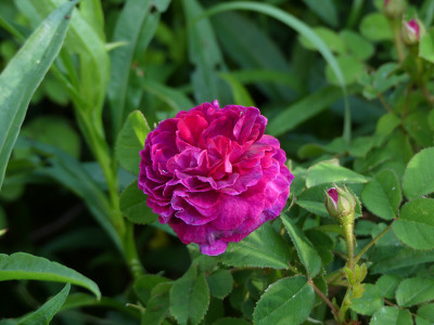 2021-06-16 Rosen 'Pompon Moss'.jpg