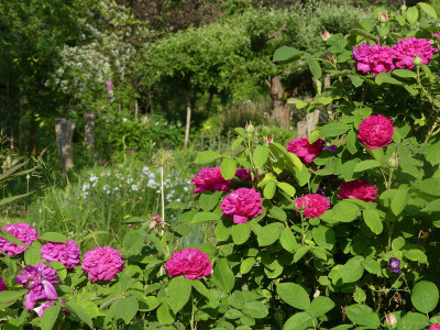 2021-06-16 Rosen 'Rose de Resht' 1.jpg