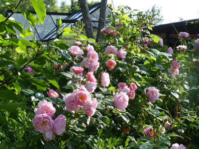 2021-06-16 Rosen 'Utopia' 1.jpg