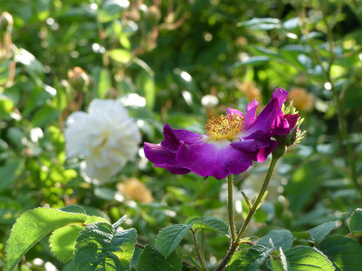 2021-06-16 Rosen 'Violacea' 1.jpg
