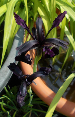 DSCN3024_Iris_chrysographes_Black_Form.jpg