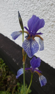 DSCN3026_Iris_sibirica_wild_Austria.jpg