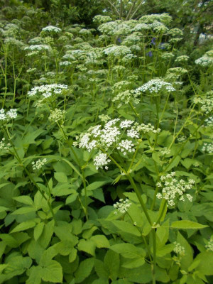 DSCN3017_Aegopodium_podagraria.jpg
