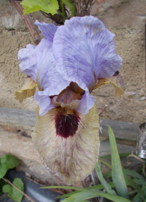 DSCN2973_Iris_Onlooker.jpg