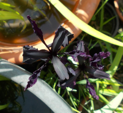 DSCN3022_Iris_chrysographes_Black_Form.jpg