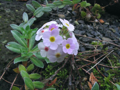 Androsace_lanuginosa_2.jpg