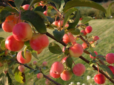 ZIERAPFEL.jpg