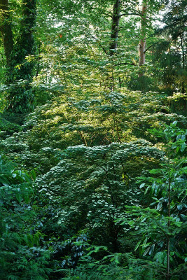 cornus_dschungel.jpg