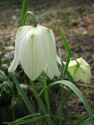 Fritillaria_meleagris_wei_4381_r13.jpg