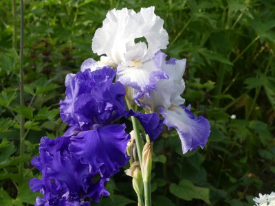 2021_0614MitteJuni0093.JPG