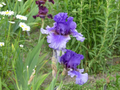 2021_0614MitteJuni0174.JPG