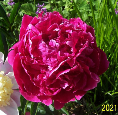 100_8766 Falsche Balliol.jpg