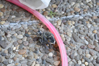 Vogelkasten, Meise 001.JPG