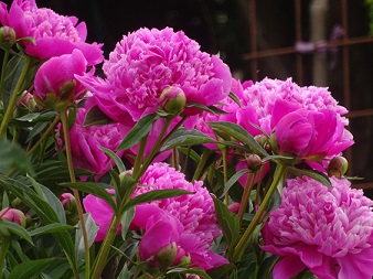 Edulis superba.jpg
