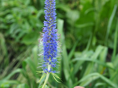 Veronicastrum sacchalinense Manhatten Skyline l P6170482.JPG