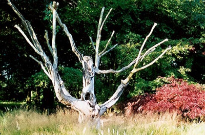 acer_skelett1.jpg