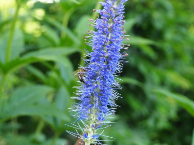 Veronicastrum sacchalinense Manhatten Skyline Biene 3 P6170484.JPG