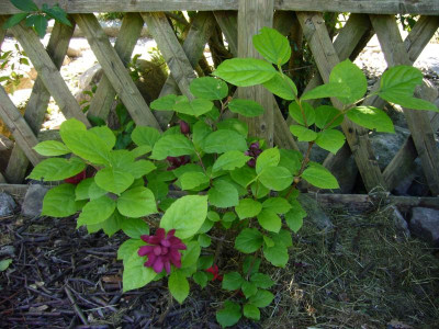 Calycanthus 1.JPG