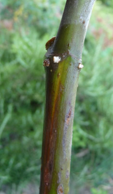 Wasserbewurzelung-Tag4.jpg