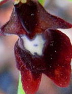 ophrys--.JPG