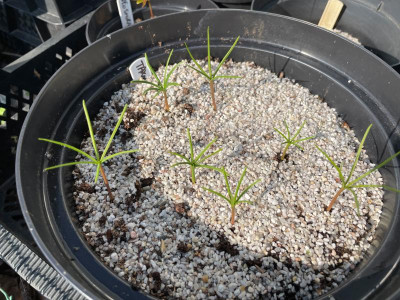 Taxodium distichum Germination June 2021.jpg