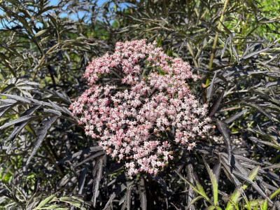 Sambucus nigra Black Lace Juni 2021.jpg