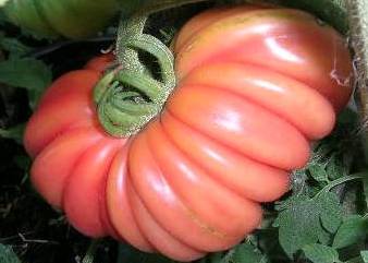 Tlacolula_Ribbed__at.jpg