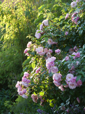 2021-06-17 Rosen 'Utopia' 1.jpg