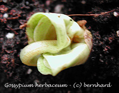 gossypium_herbaceum1.jpg