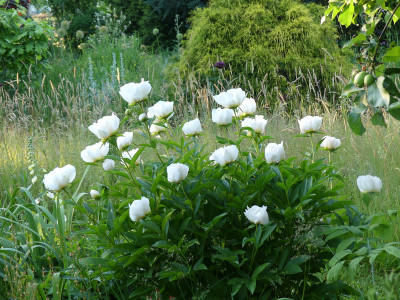 2021-06-17 Paeonia 'Yellow King' 1.jpg