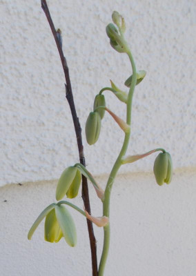 DSCN2938_Albuca_cooperi.jpg