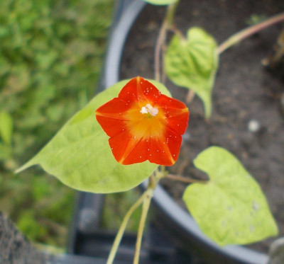 DSCN2974_Ipomoea_coccinea.jpg