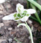 Galanthus-gefullt1_-Schneeglockchen-_.JPG