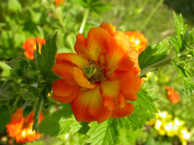 Potentilla_William_Rollinson.jpg