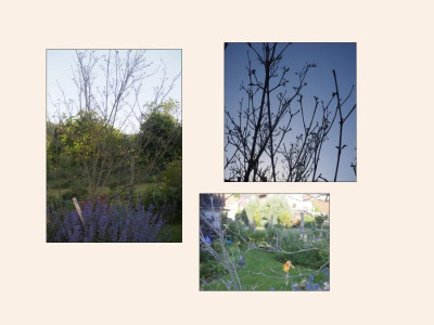 Cornus.jpeg