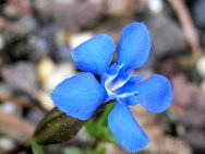Gentiana_-verna_-Schusternagele-.JPG