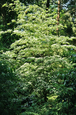 cornus_xxl.jpg