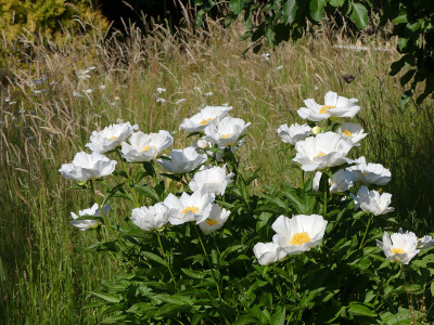 2021-06-18 Paeonia 1.jpg