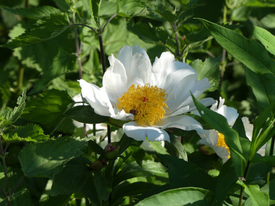 2021-06-18 Paeonia 'Krinkled White'.jpg