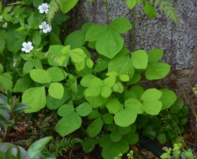 Desmodium_elegans.21-2.jpg