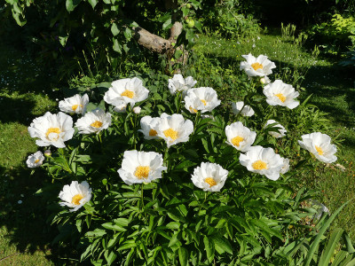 2021-06-18 Paeonia 3.jpg