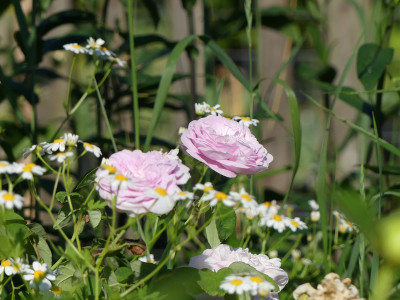 2021-06-18 Rosen 'Duchesse de Montbello' 1.jpg